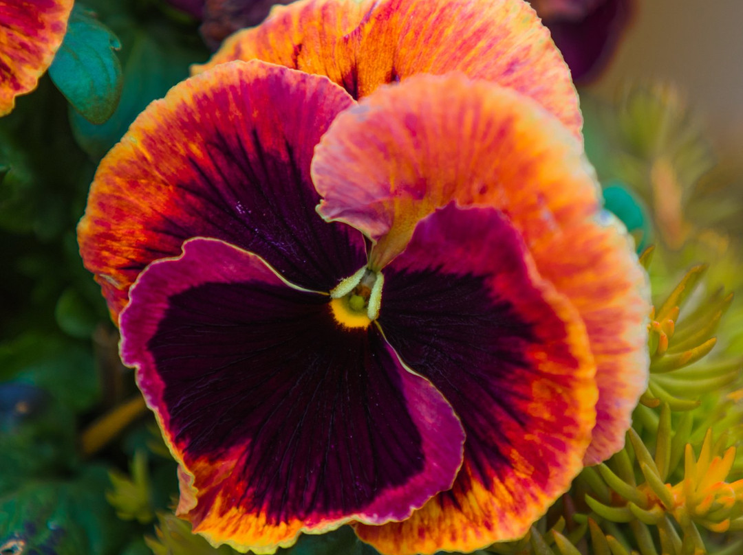 Bridgeport Village-泰格德必去景点