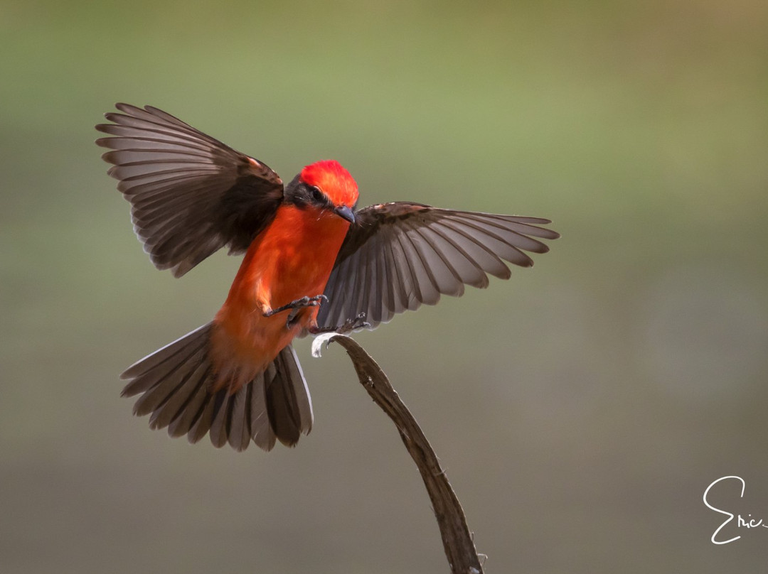 Puembo Birding Garden主图