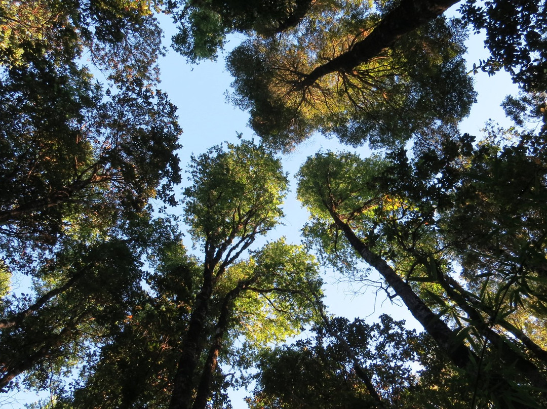 Reserva Natural El Triwe-Frutillar必去景点