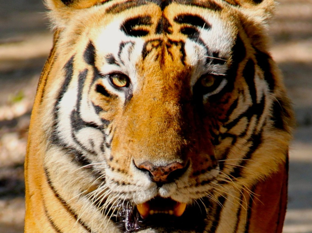 Tiger Routes景点图片