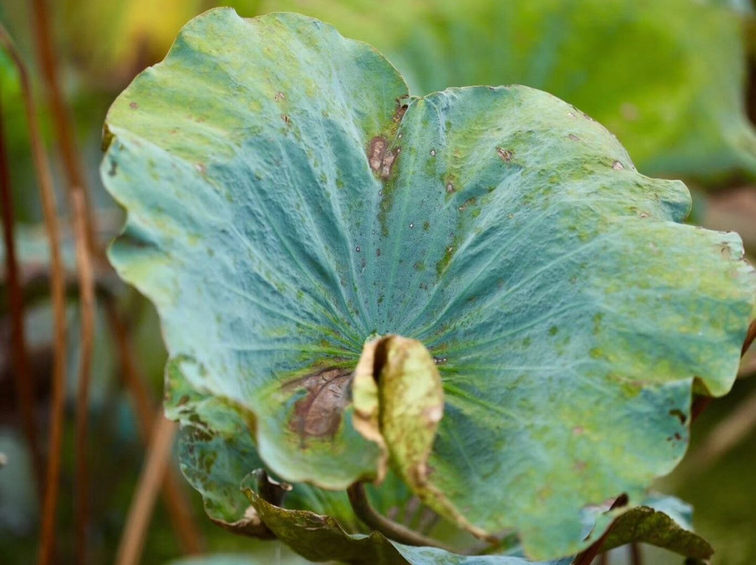 上岳古民居-佛冈县必去景点