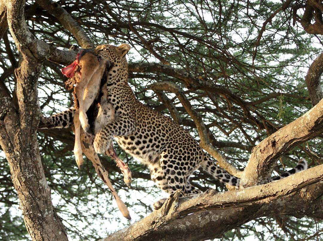 Fair Travel Group Tanzania-阿鲁沙必去景点