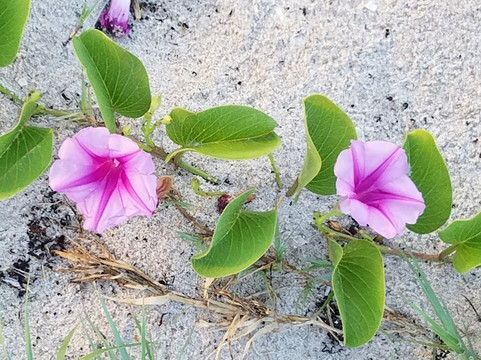Pepper Park Beach-匹尔斯堡必去景点