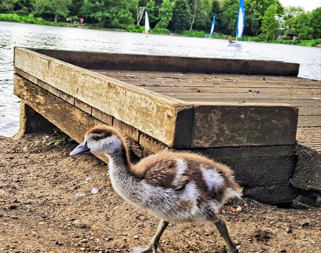 South Norwood Lake and Grounds-伦敦必去景点