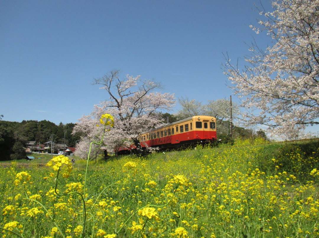 Itabu no Sakura-市原市必去景点
