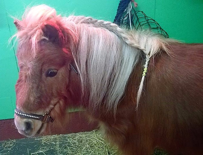 Pams Pony Parties-Meols必去景点