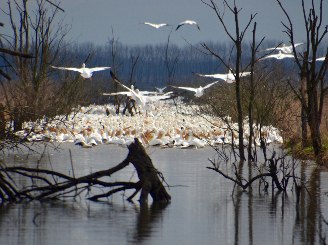 Goose Pond Fish and Wildlife Area-Linton必去景点