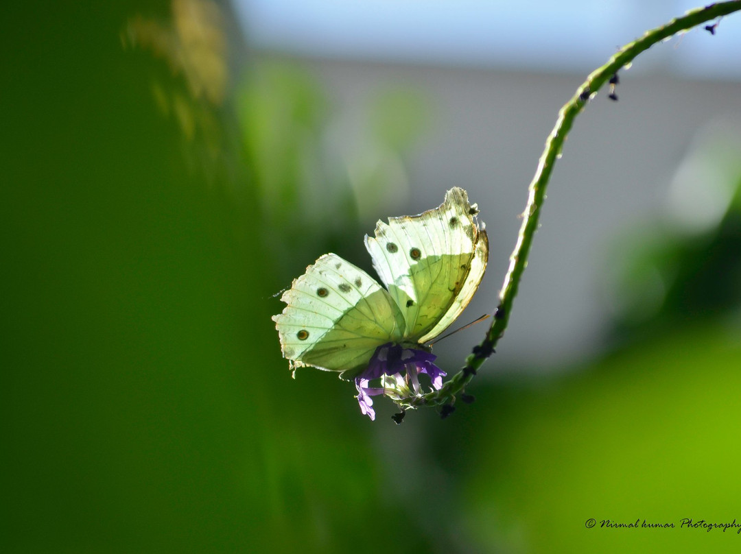 发现花园-达拉斯必去景点