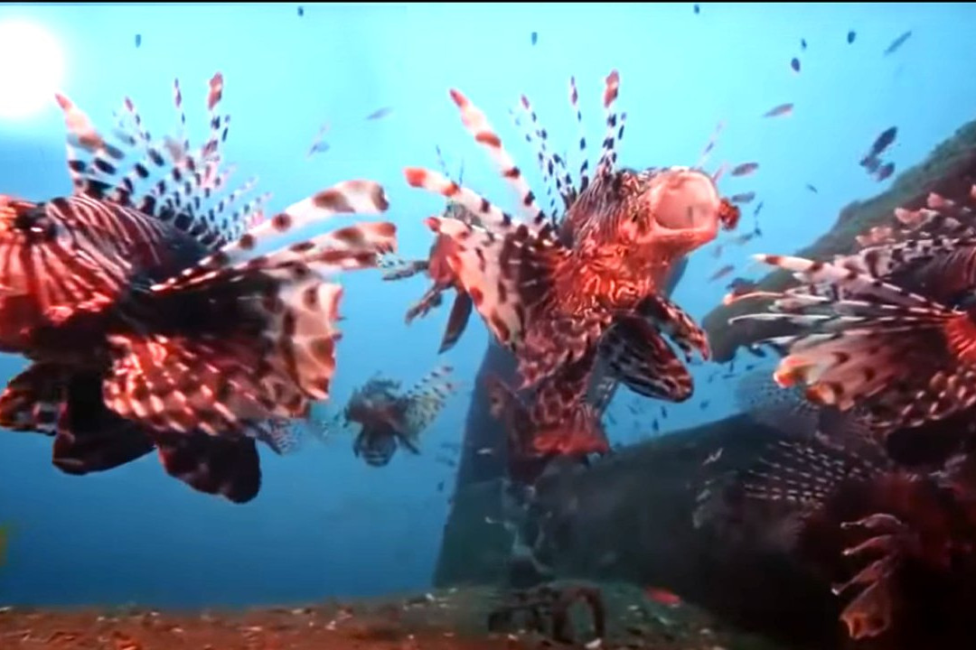 Seerendipity Tours and Travels - Day Tours-Panadura必去景点