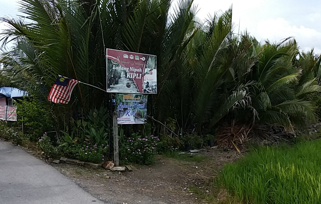 Ladang Nipah Kipli-Kuala Perlis必去景点
