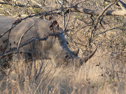 Safari's Direct-克鲁格国家公园必去景点
