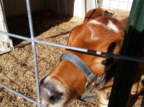 Homeland Creamery-Julian必去景点