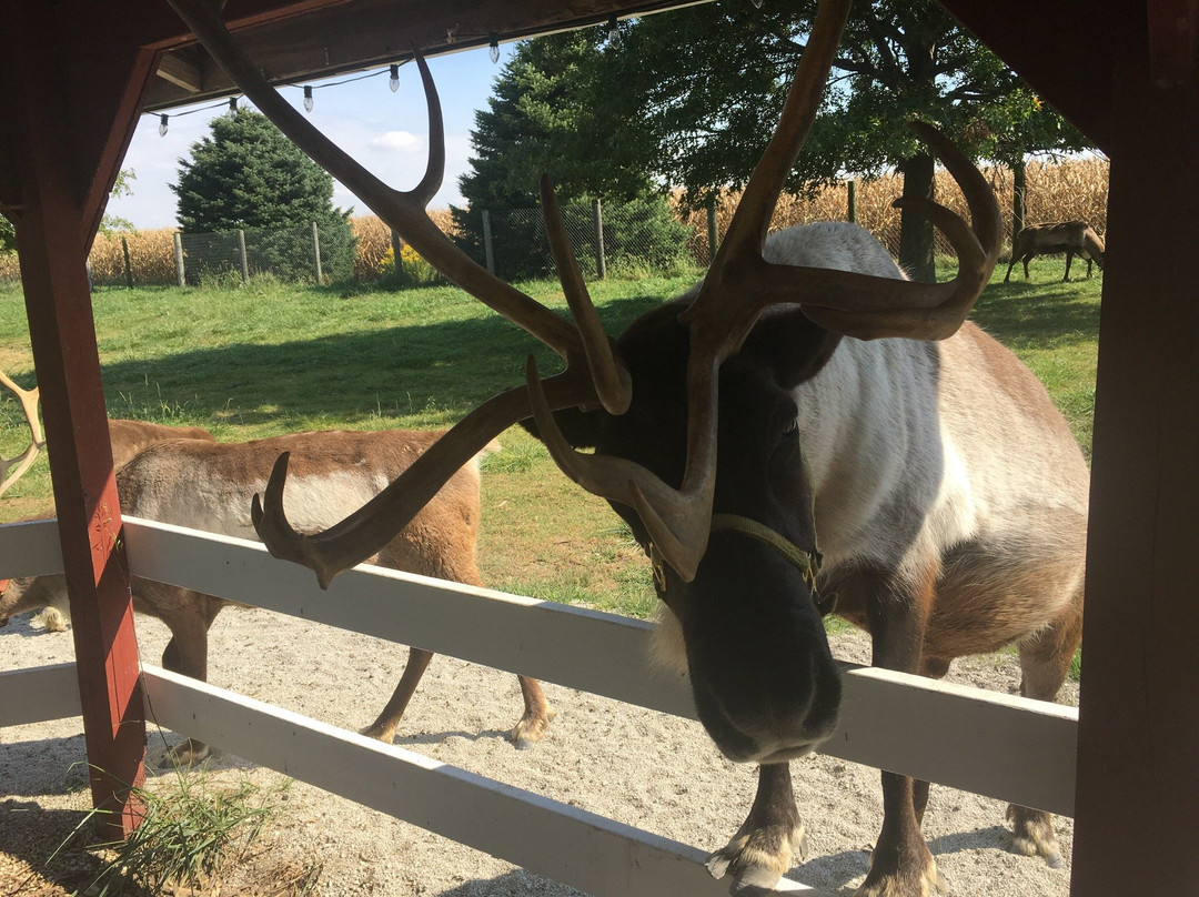 Hardy's Reindeer Ranch景点图片