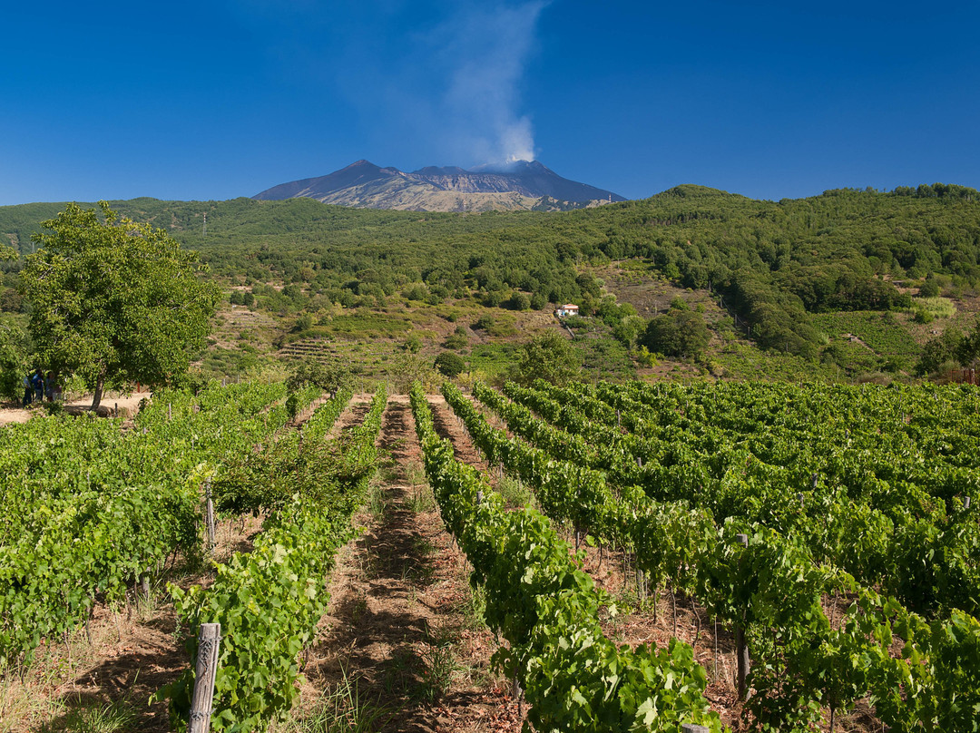 Tenuta Monte Gorna