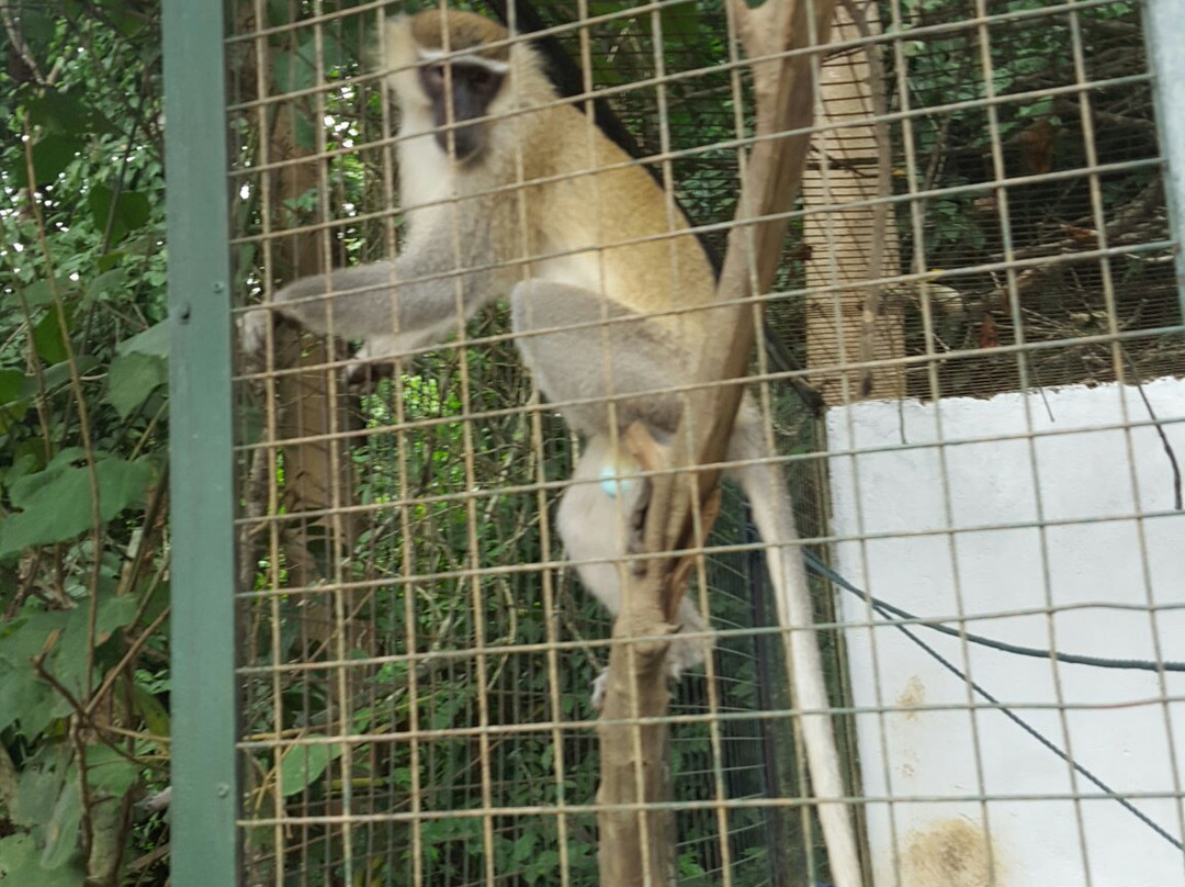 Monkey Forest Resort-Cape Coast必去景点