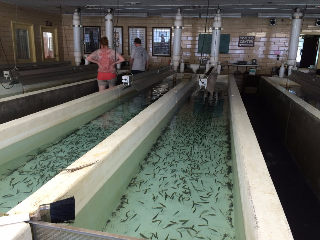 Neosho Federal Fish Hatchery-Neosho必去景点