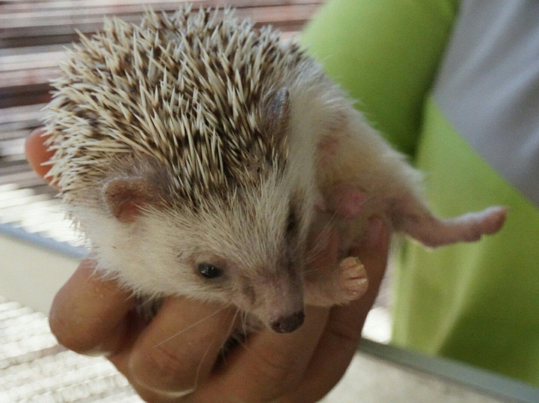 兰卡威野生动物园-兰卡威必去景点