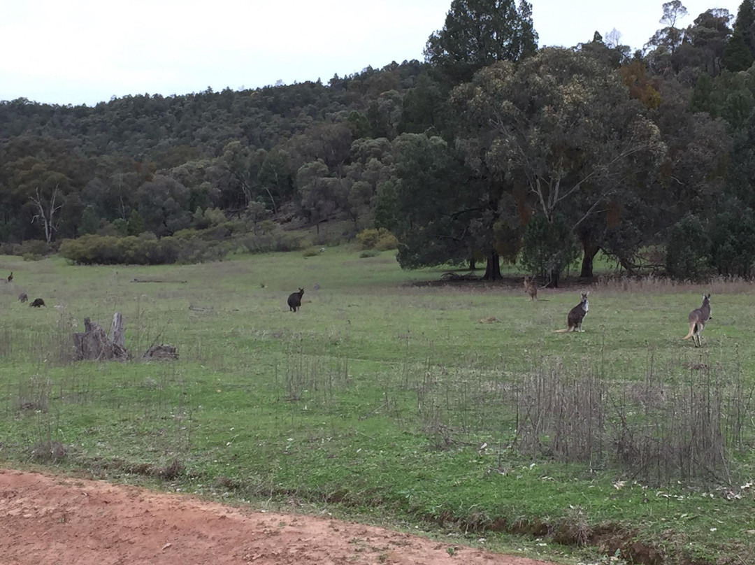 Nangar National Park-Canowindra必去景点