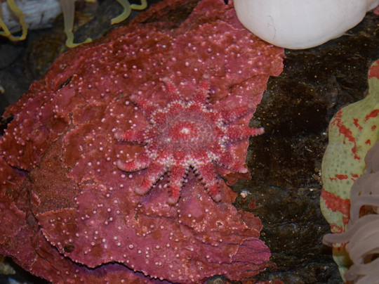 Kodiak Laboratory Aquarium & Touch Tank-Kodiak必去景点