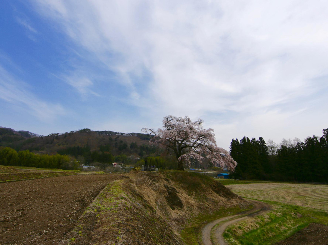 Kamihotchi Weeping Cherry Blossom景点图片
