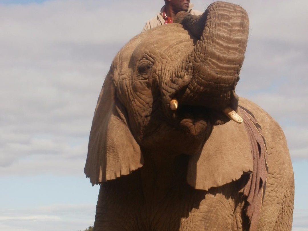 Kwantu Elephant Sanctuary-格拉罕镇必去景点