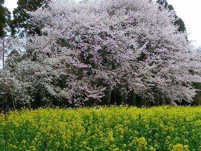Obyo Cherry Blossom景点图片