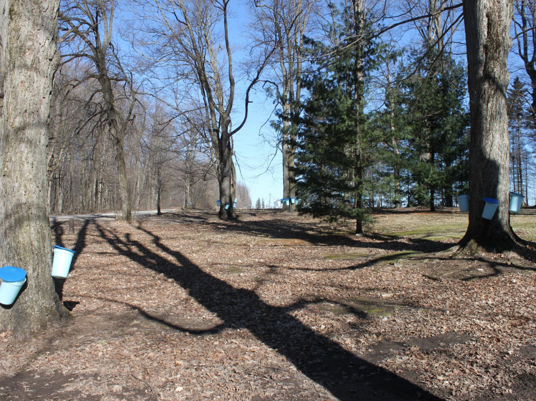 Jakeman's Maple Farm景点图片