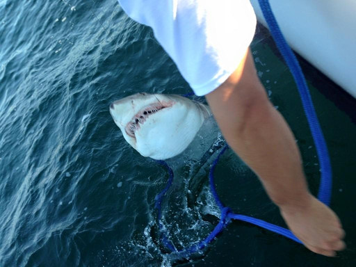 SeaQuest Charters-美特尔海滩必去景点