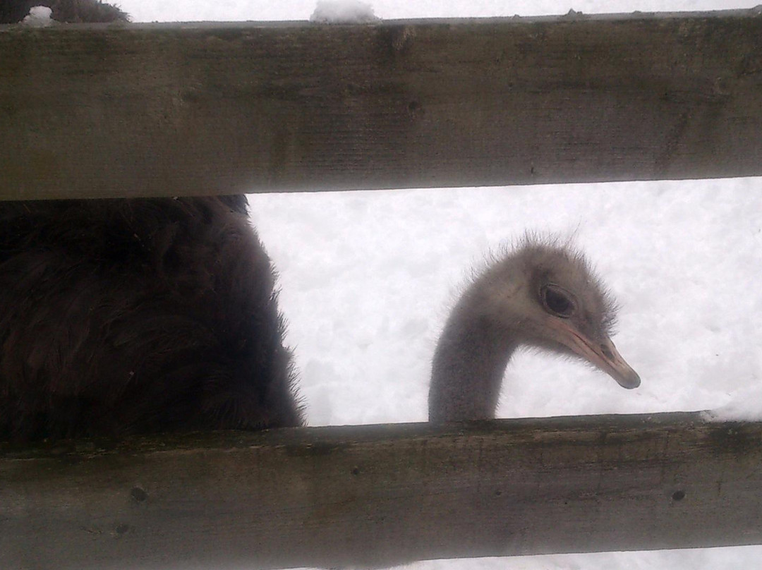 Ostrich Farm Strausiny Khutor景点图片