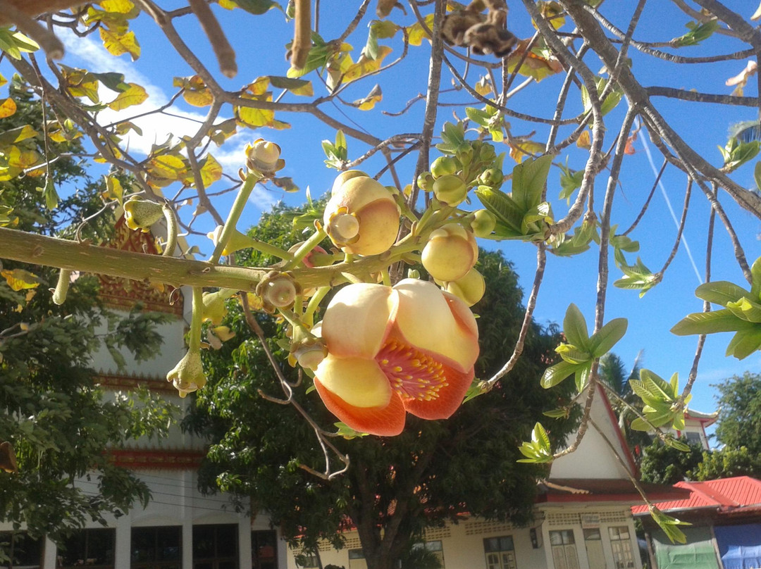 Wat Srimongkol Nua-莫达汉必去景点