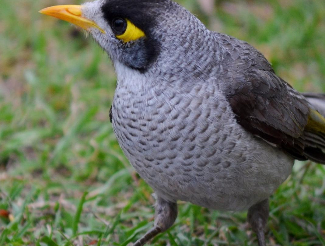 Lake Cressbrook-Crows Nest必去景点