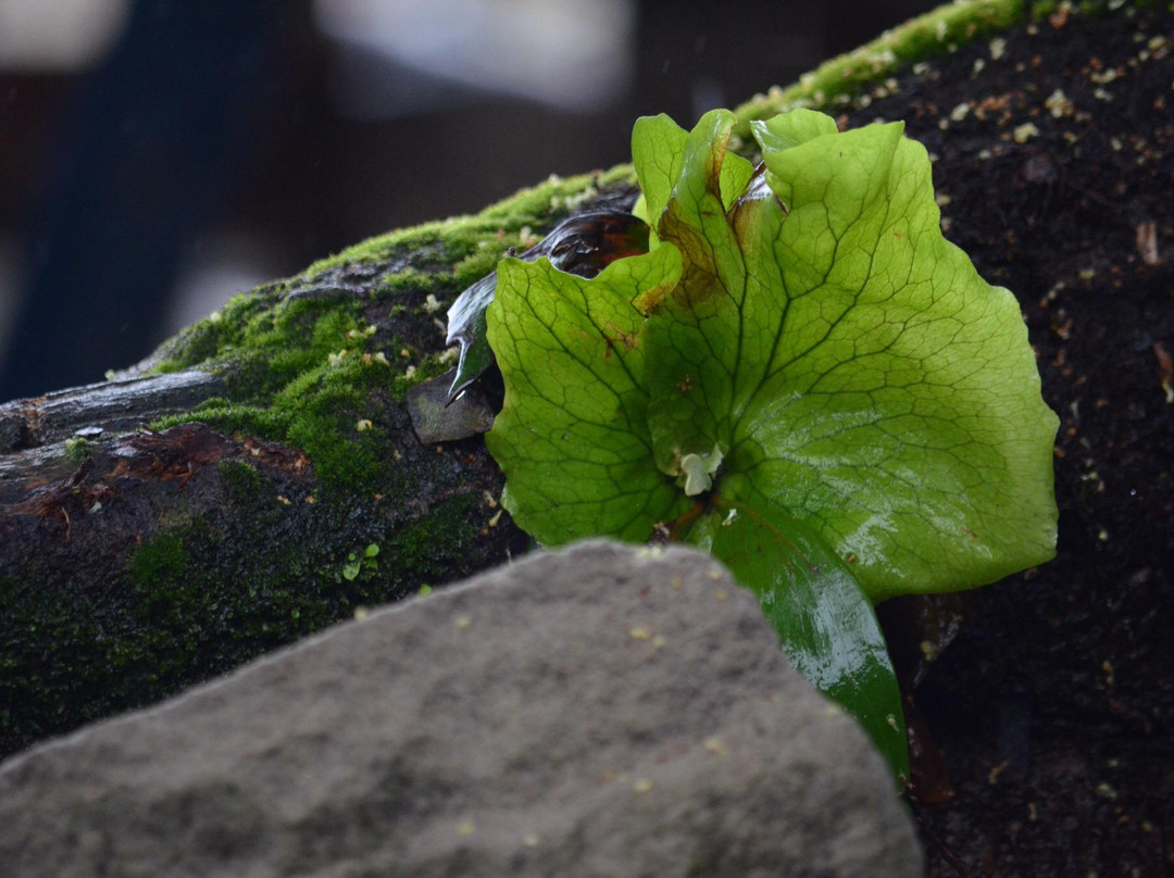 River # 2 Sierra Leone主图