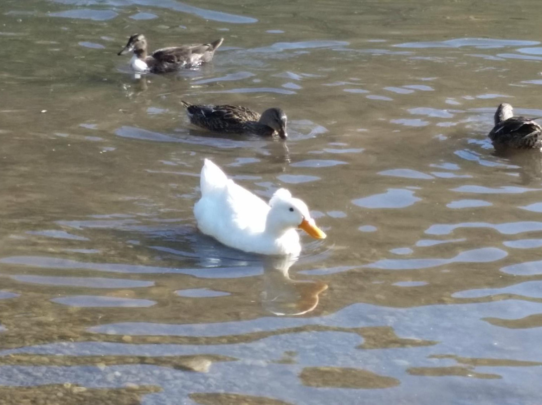 First Dam/Canyon Entrance Park-洛根必去景点