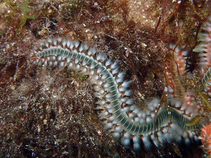 Scuba Life Malta-梅雷赫必去景点
