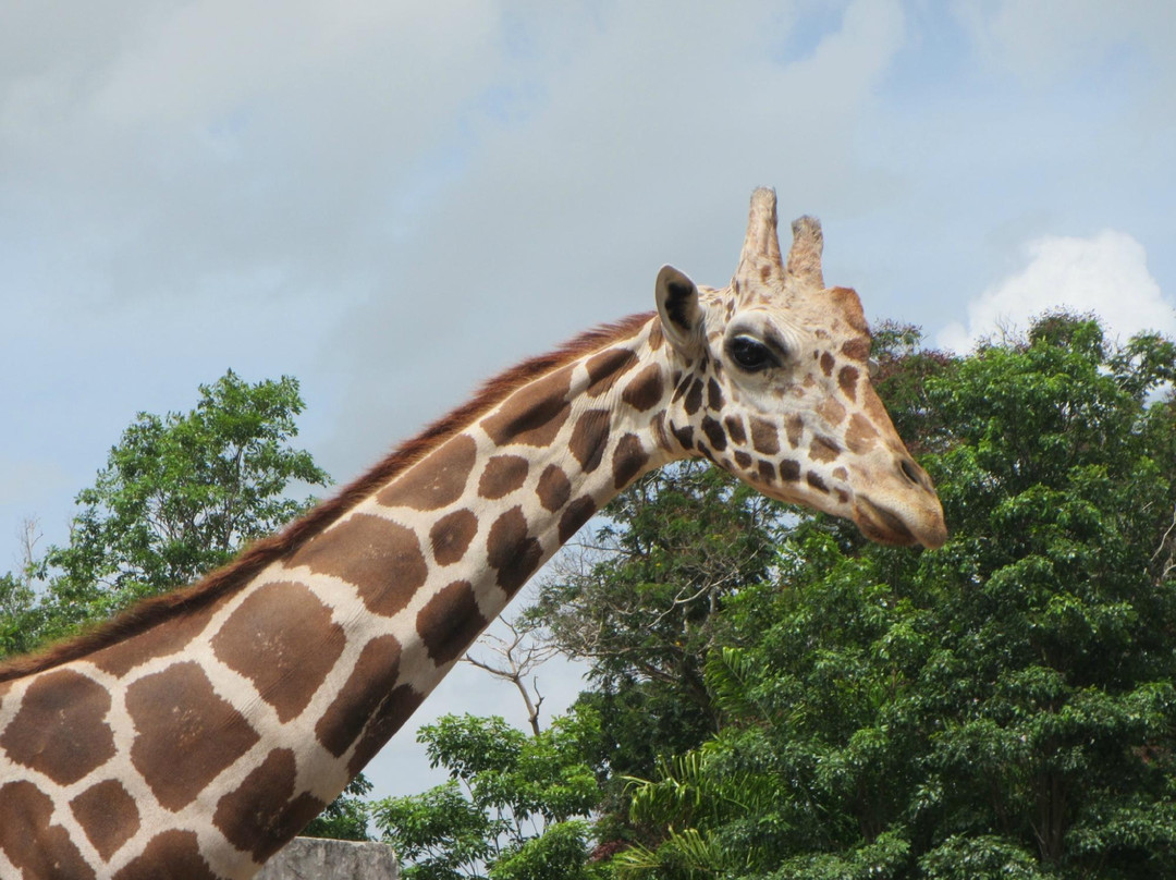 Zoologico de ciego de avila景点图片