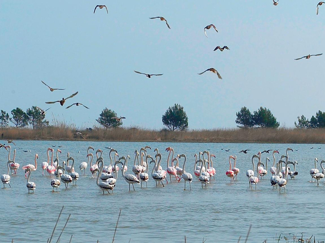 Laguna de les Olles景点图片