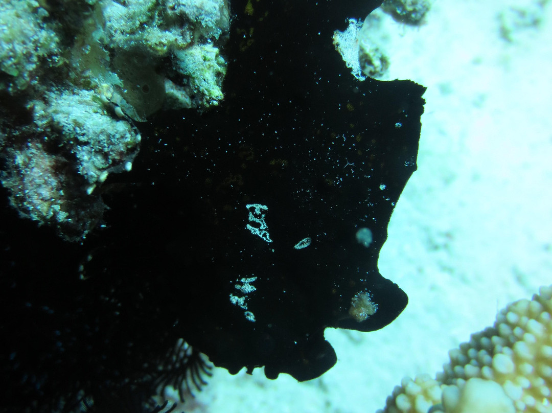 Barracuda Buceo Alona Dive-邦劳岛必去景点
