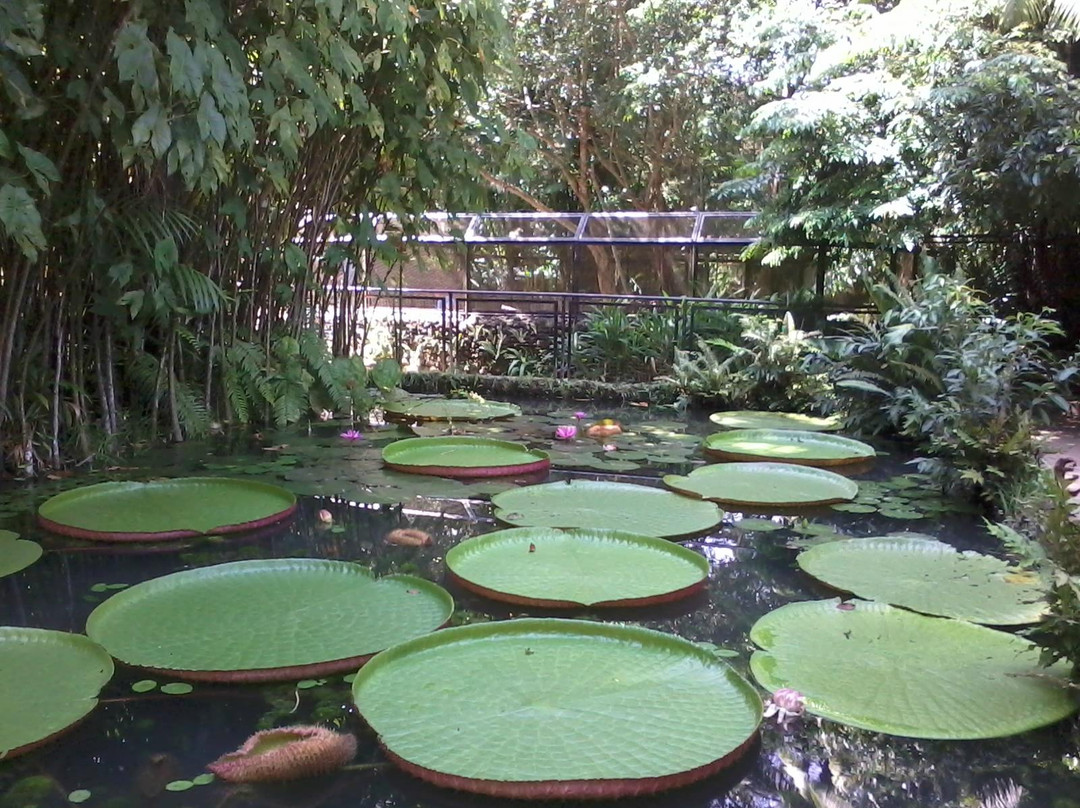 Bosque Rodrigues Alves - Jardim Botanico da Amazonia景点图片