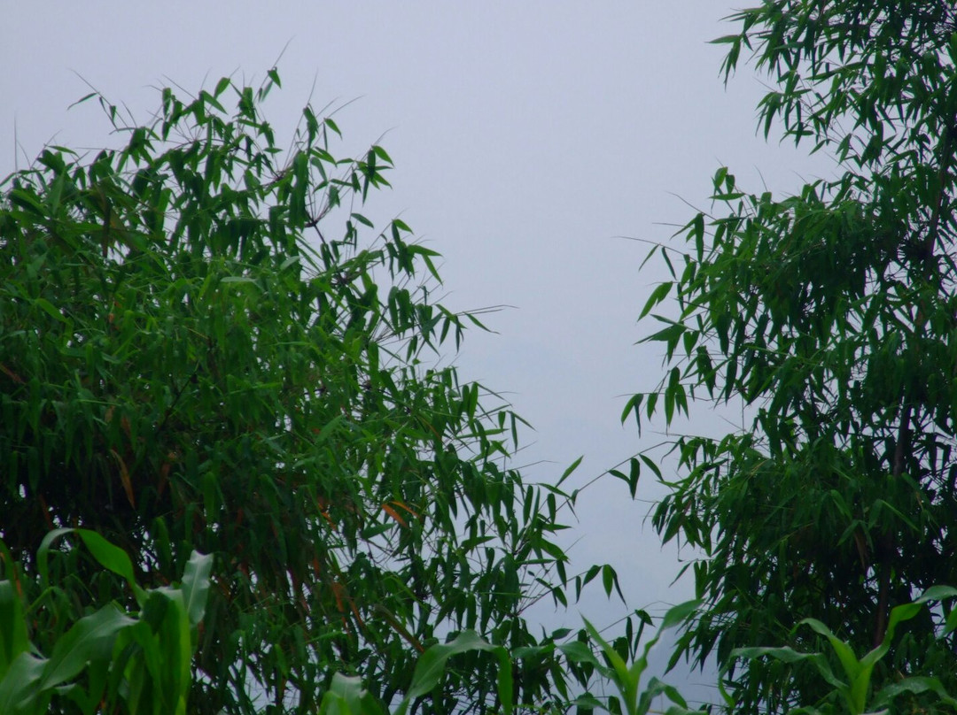 长宁竹海自然保护区景点图片