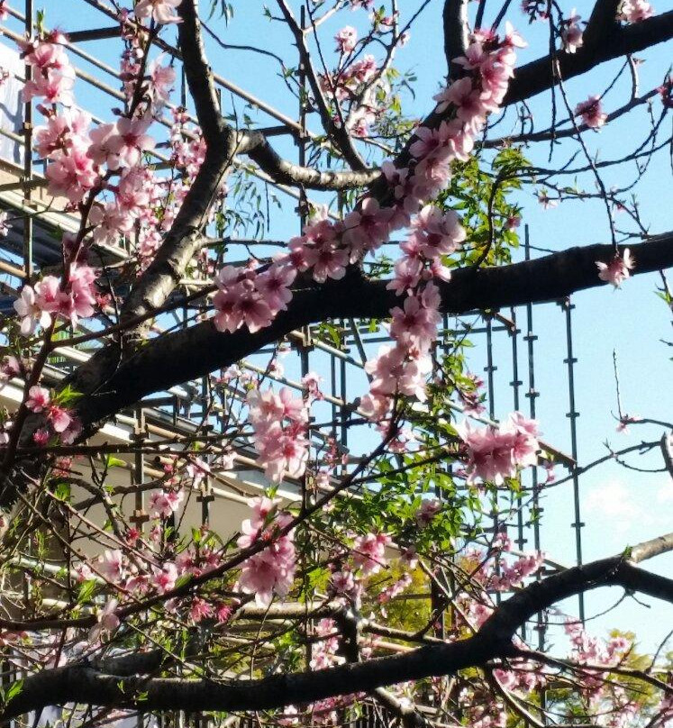 Walking Trail To Chowder Bay景点图片
