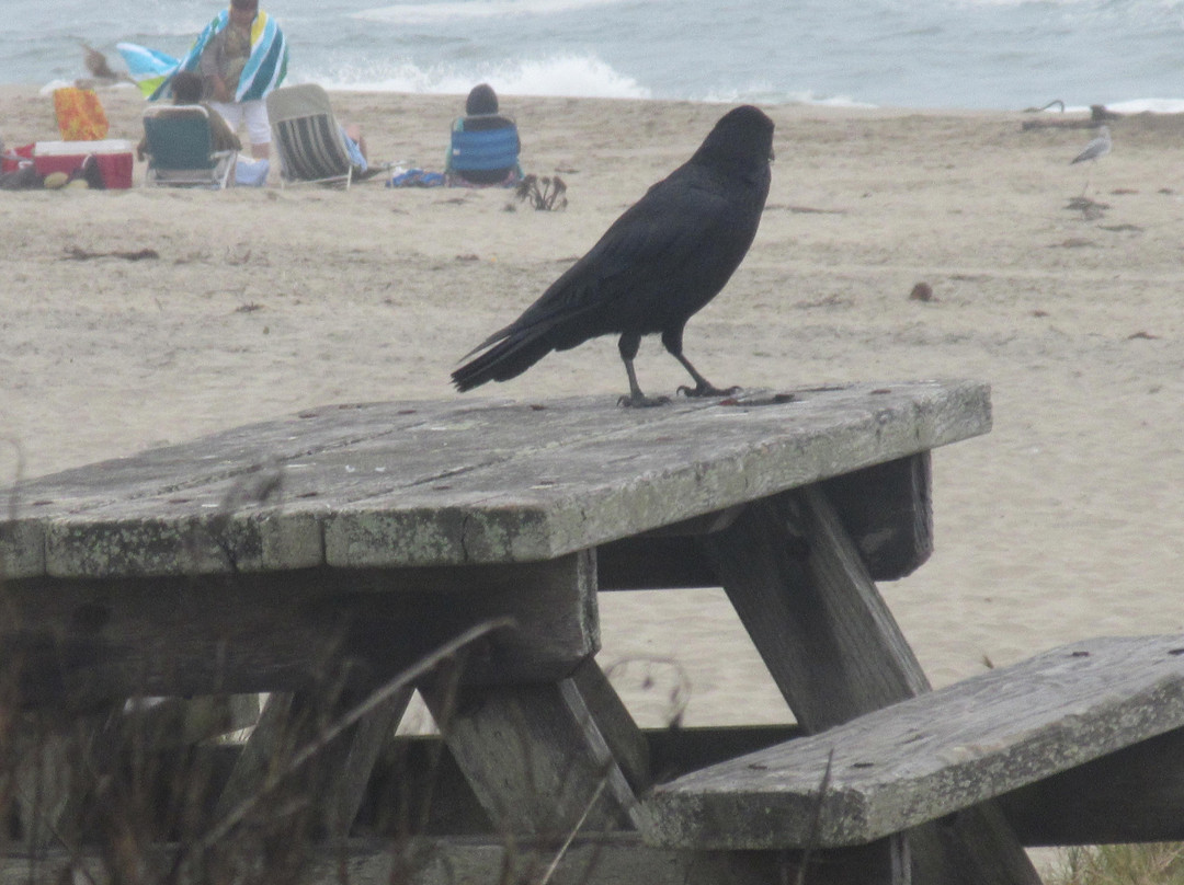 Pomponio State Beach-半月湾必去景点