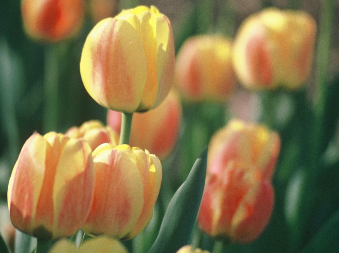 Maison Antoine Lacombe-Saint-Charles-Borromee必去景点