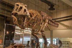 T. rex Discovery Centre-Eastend必去景点