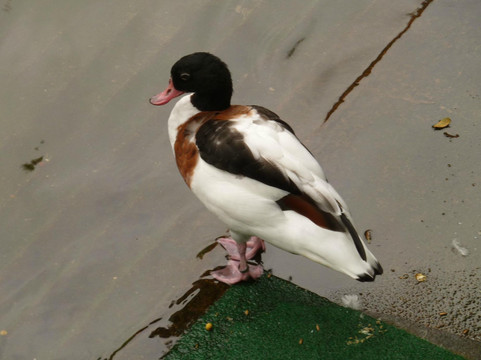 九龙公园-香港必去景点