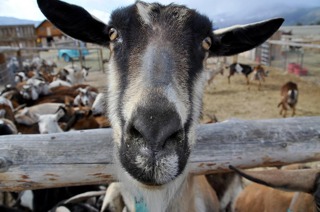 Jumpin' Good Goat Dairy-布埃纳维斯塔必去景点