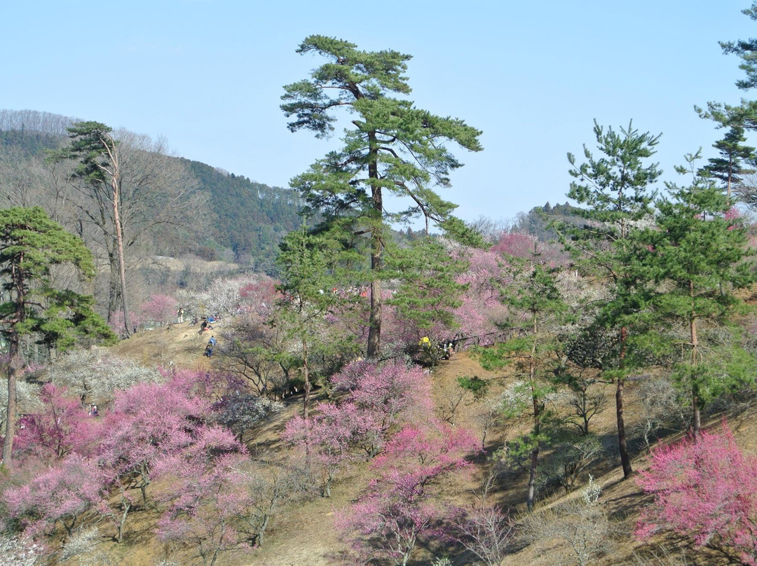 Yoshino Prum Groves-青梅市必去景点