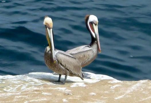 旧金山非凡之旅-圣地亚哥必去景点