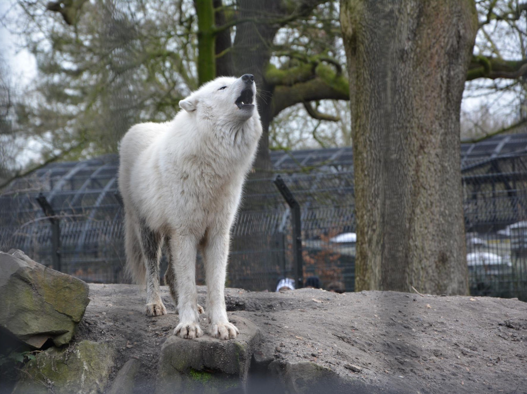 阿提斯动物园-阿姆斯特丹必去景点