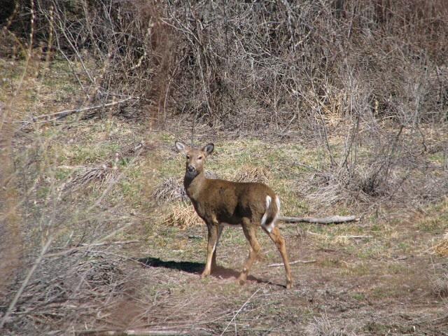 Rodman's Hollow-新肖勒姆必去景点