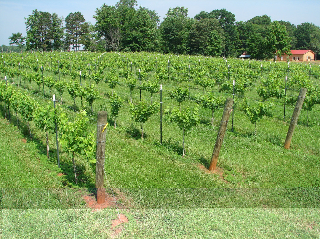 Menarick Vineyard & Winery景点图片